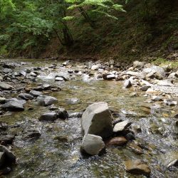 渓流ミノーイング　大イワナ！